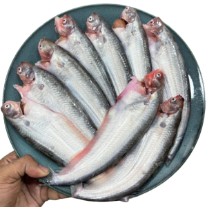 LASSO FROZEN PABDA FISH