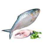 Frozen Hilsha Fish