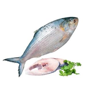 Frozen Hilsha Fish
